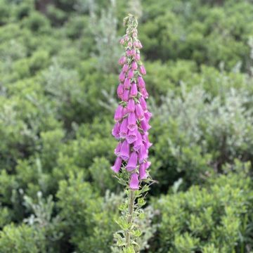 Fingerbøl/Digitalis